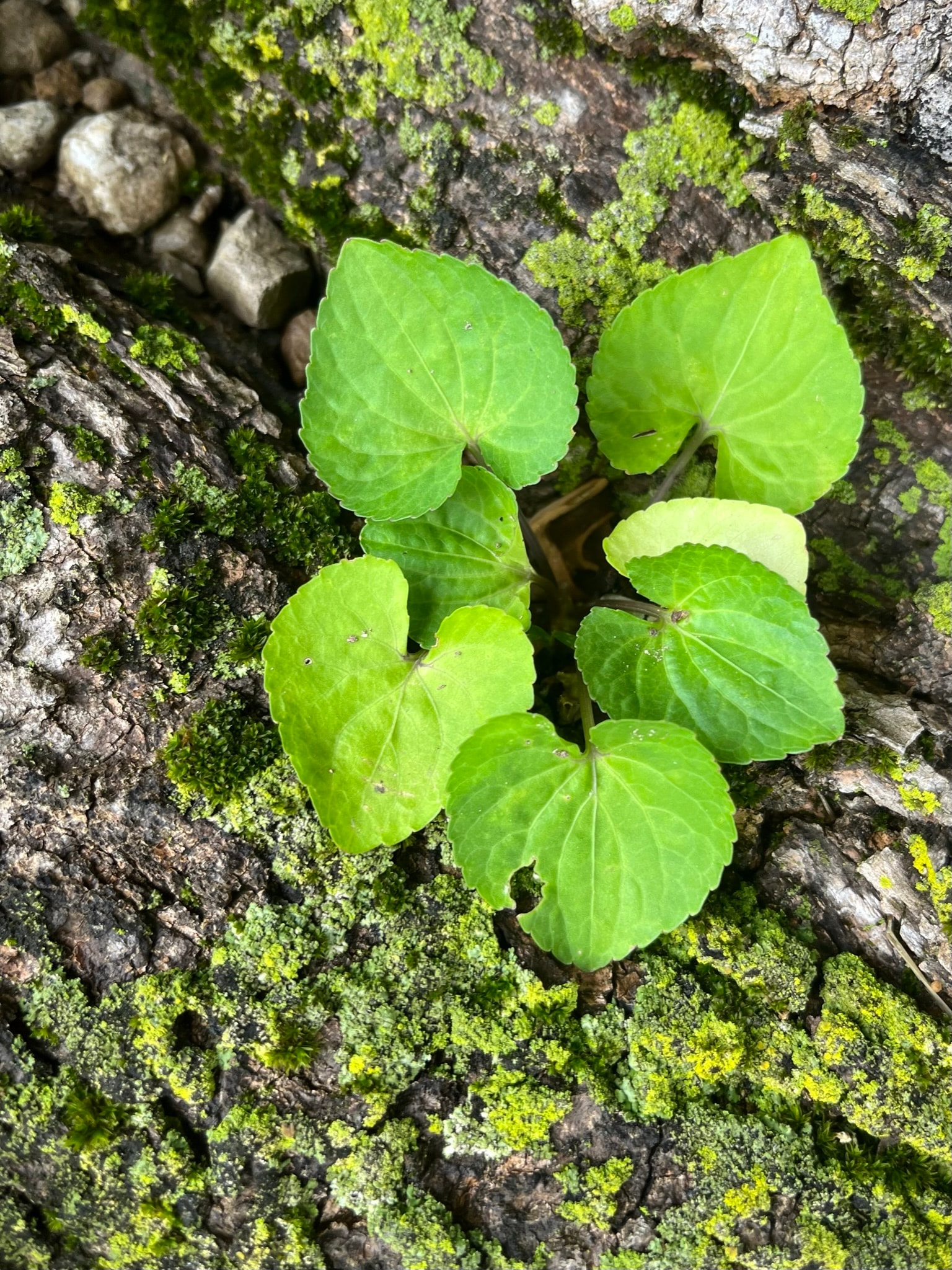 Green leaves growing on mossy bark